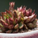 청수정가든 이미지