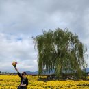 서산 국화 축제 이미지