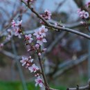 장호원 복숭아꽃 이미지