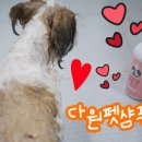 다원펫 | [다원펫샴푸] 올인원 단백질폭탄 강아지샴푸 사용후기!