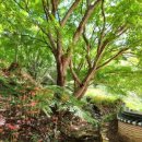 꽃무릇공원 이미지