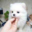 엄지애견 이미지