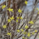 봄이 왔나 봄 이미지