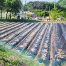 강골농장 이미지