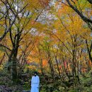 해안동입구 (제주아트리움방면) | 제주 천아계곡 천아숲길 제주도 단풍 명소 시기 구경 실시간