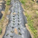 김영옥농장 이미지