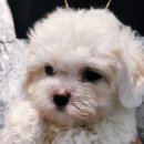 은하수펫샵 이미지