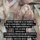 싱싱오징어 이미지