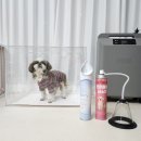 제1산소(의료용산소판매업) | 노견 펫케어 필수템 강아지산소방 대여 후기 강아지심장병 관리