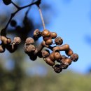 황금농장 이미지