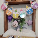 개 이쁜 애견미용샵 이미지