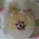 시저