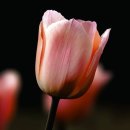 멀버리힐스, 대도식당 이미지