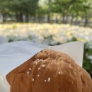맛나제과 이미지