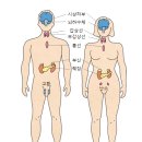 ※﻿ 건강백세를 원한다면 호르몬에 주목하라! 이미지