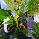 신원로1 이미지