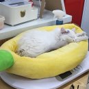 일산고양이분양&미용 반하나캣 이미지