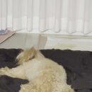 댕겨올개 이미지