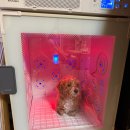 경주애견펜션 해피데이해피독 이미지