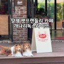 양평 애견동반카페 개나리독스라이프 | 감성 가득한 개나리 쇼룸 & 카페 방문 후기