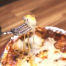 훌랄라치킨 소사점 이미지