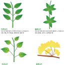 식물의 잎 이미지