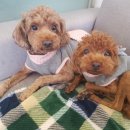 알로하 강아지유치원 호텔 이미지