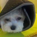 페트로동물의료원 이미지