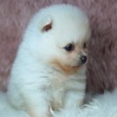 예빈켄넬 이미지