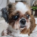 산책하는 강아지 이미지