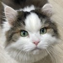 멍멍이랑 사랑하기 이미지