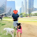 마이펫하우스 | 송도 마이펫페어 2026 2일차 후기｜구매템 총정리 + 대형견 추천템 + 달려보개 체험 (깜비 포비)