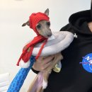 램프온더문 | 강남 smp 두피문신 잘하는 곳, 콤마더문 3회차 후기!!