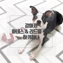 최연탄 | 강아지 하네스 & 리드줄 추천 :: 하키하나