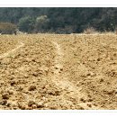 은행나무 농장 이미지