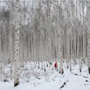 자작나무호텔 이미지