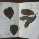 신화1호 이미지