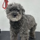 그루머솔 이미지