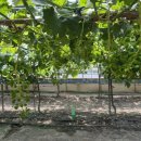 도곡농장2 이미지