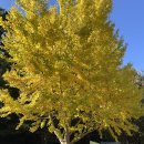 제주대학교 (제대아파트방면) | 제주대학교 은행나무 길 (25년 11월 15일) 현황