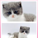 고양이 분양 제나캣 울산점 이미지