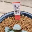 블루스톤 이미지