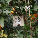 잉꼬농원 이미지