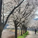 인다락벚꽃길 이미지