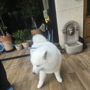 언제나 사랑할개 이미지