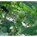 새늘농원 이미지