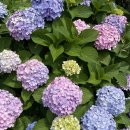 누디맨션 이미지