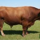 우리한우농장 이미지