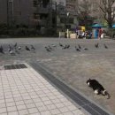 더쫌 이미지