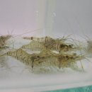 고기백과 이미지